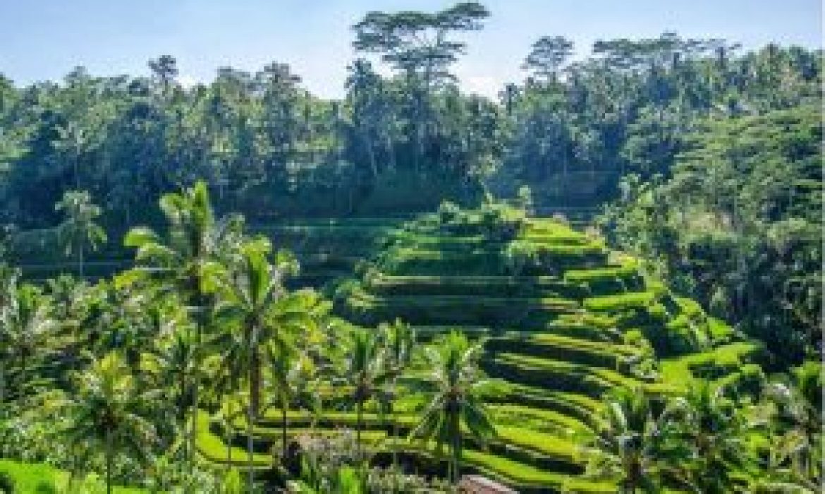 Ubud : 3 Aktivitas Terbaik Di Pulau Dewata!