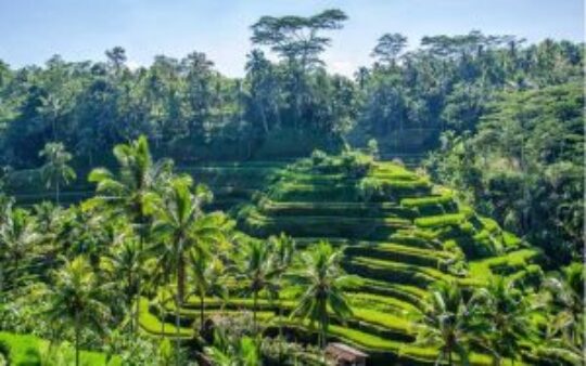 Ubud : 3 Aktivitas Terbaik Di Pulau Dewata!
