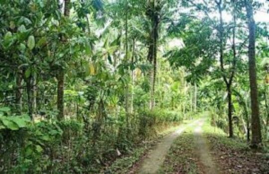 10 Tempat Wisata Di Blitar Selain Makam Bung Karno Yang Wajib Dikunjungi