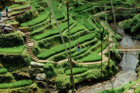 Bantalan Harum Bali – Liburan Agrowisata Unik Dan Penuh Tantangan
