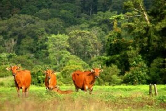 Taman Nasional Alas Purwo, Hutan Tertua Pulau Jawa Yang Penuh Misteri