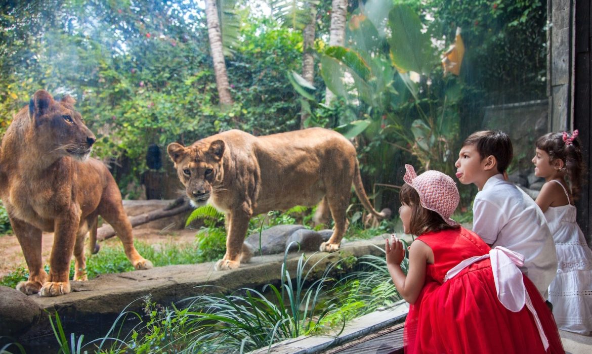 Bali Zoo, Rekreasi Edukasi Bali Yang Wajib Kamu Dikunjungi!