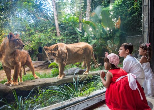 Bali Zoo, Rekreasi Edukasi Bali Yang Wajib Kamu Dikunjungi!