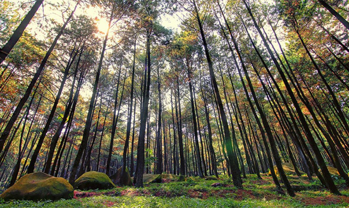 Gunung Pancar Sentul – Wisata Alam Asri Terbaik Di Bogor!