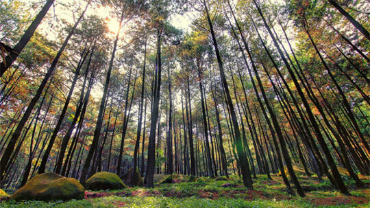 Gunung Pancar Sentul – Wisata Alam Asri Terbaik Di Bogor!