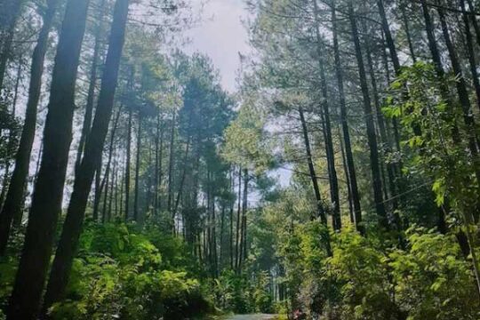 Hutan Pinus Kalilo Kaligesing Purworejo