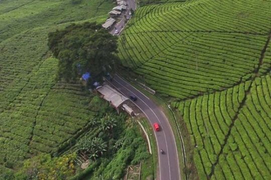 Kebun Teh Ciater Subang