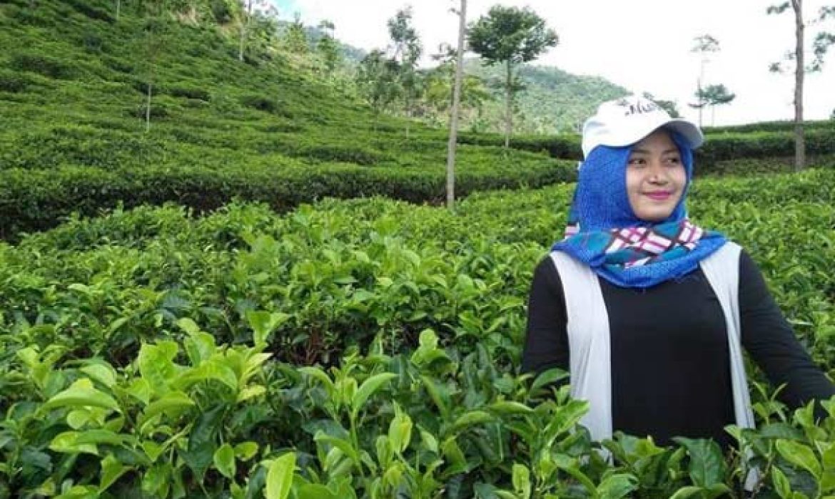 Kebun Teh Medini Kendal