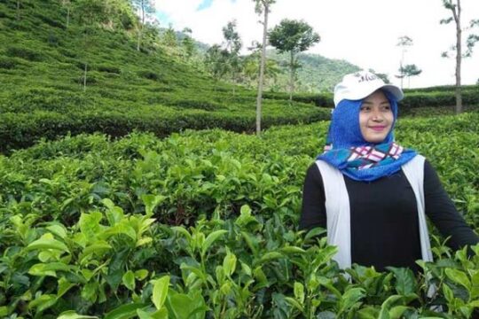 Kebun Teh Medini Kendal
