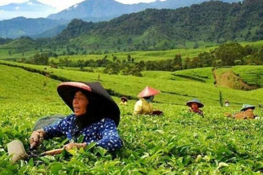 Kebun Teh Taraju