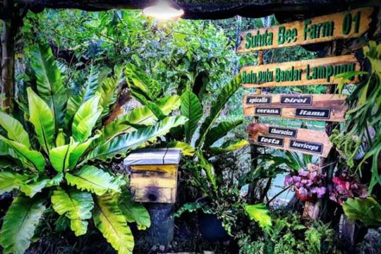 Suhita Bee Farm Lampung