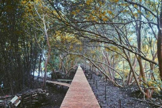 Rekreasi Mangrove Jakarta