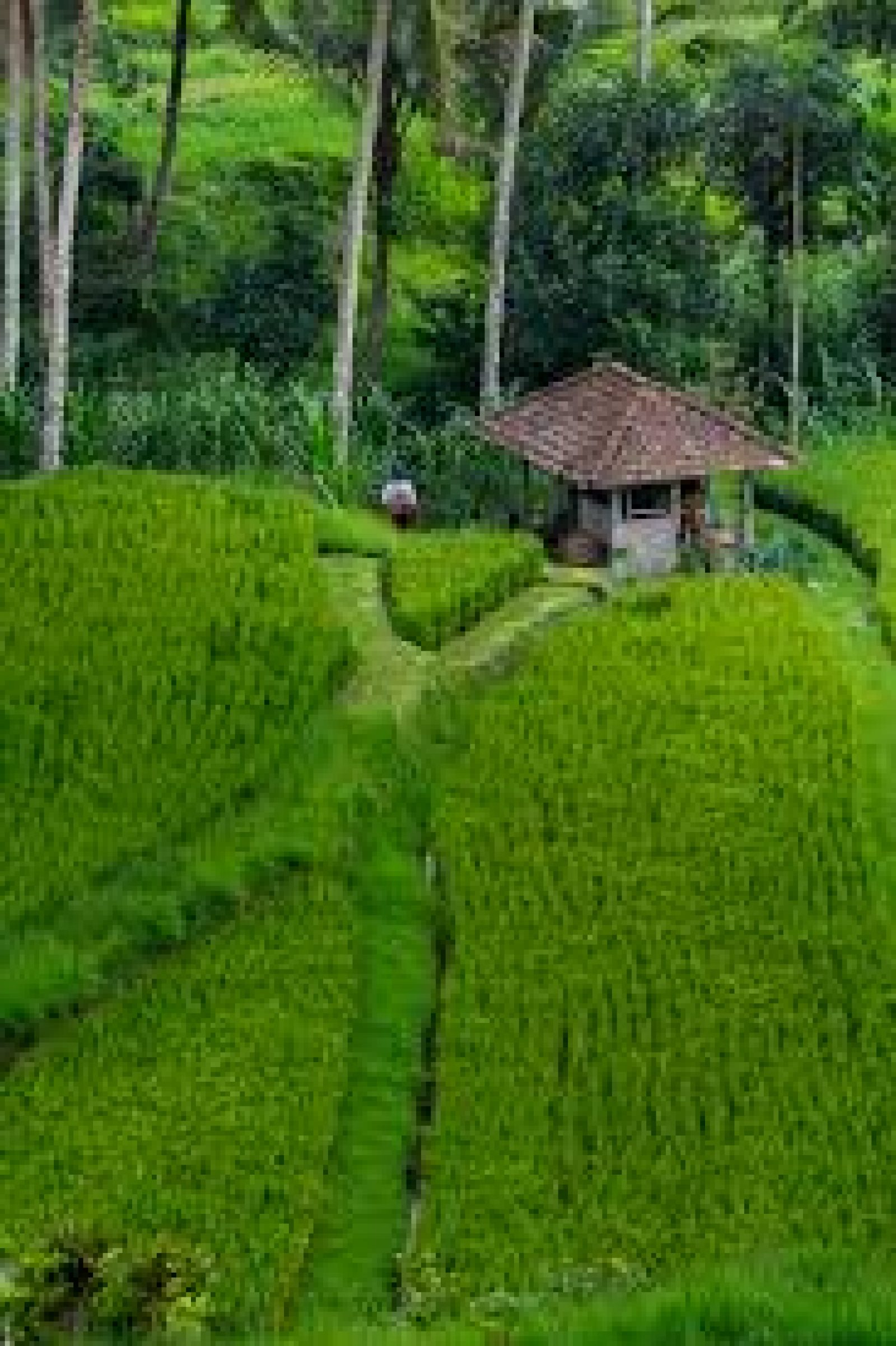 Jatiluwih – Rekreasi Bali Dengan Panorama Alam Yang Indah