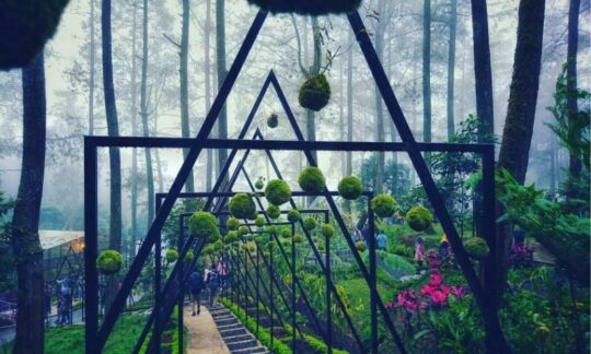 Orchid Forest Cikole Lembang Review Dan Harga Tiket Masuk