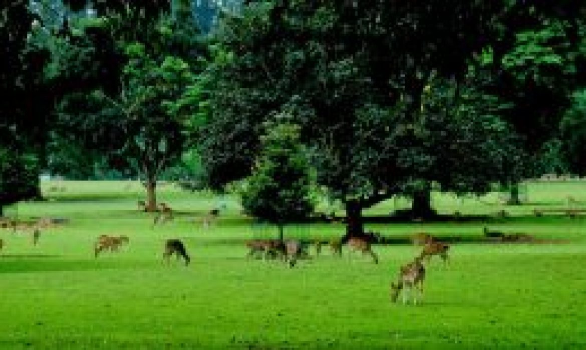 11 Kawasan Wisata Alam Di Bogor Yang Wajib Dikunjungi