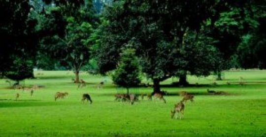 11 Kawasan Wisata Alam Di Bogor Yang Wajib Dikunjungi