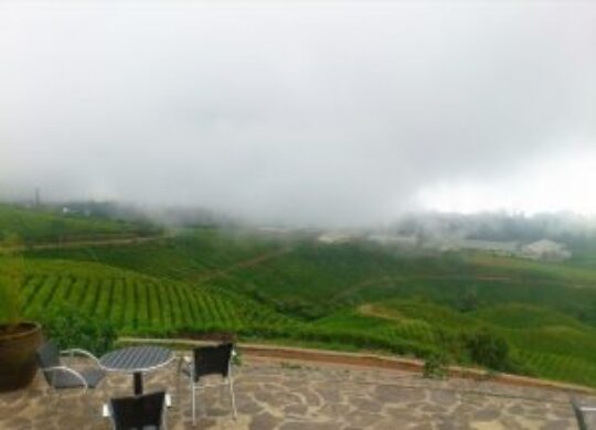 Menikmati Teh Hijau Di Malino Highlands Yang Sejuk