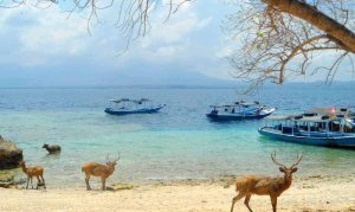 Pulau Menjangan, Surga Diving Tepat Di Bali Barat