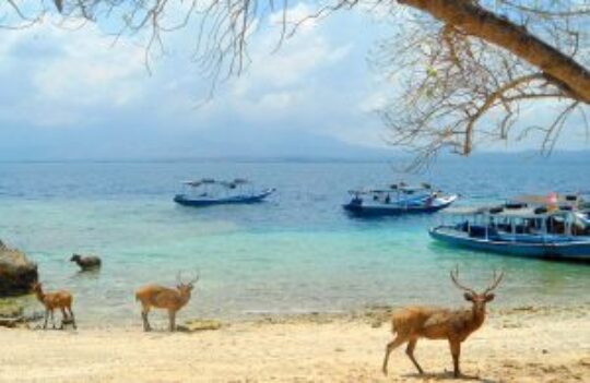 Pulau Menjangan, Surga Diving Tepat Di Bali Barat