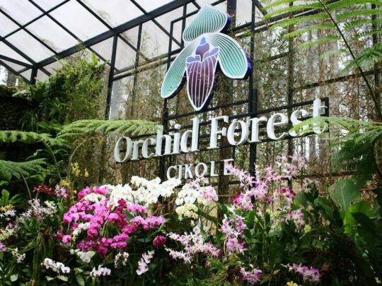 Orchid Forest Cikole  Lembang, Taman Anggrek Di Lembang