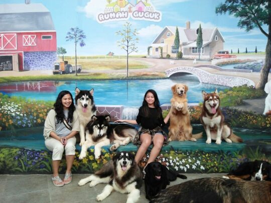 Rumah Guguk, Petshop Sekaligus Taman Bermain Untuk Yang Suka Anjing