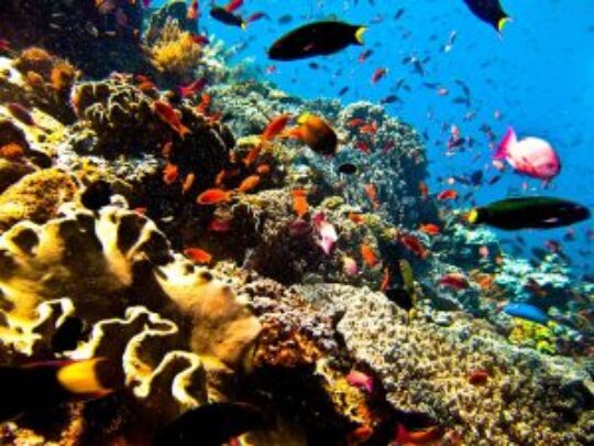 10 Tempat Wisata Di Manado Yang Wajib Dikunjungi