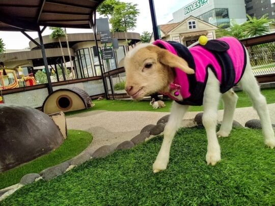 Bogor Mini Zoo: Wisata Edukatif Keluarga Yang Patut Dicoba!