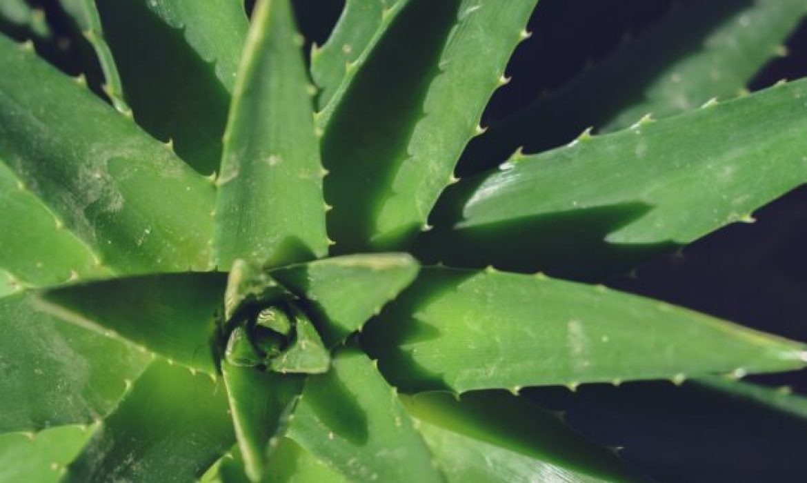 10 Faedah Pengecap Buaya Untuk Wajah, Mampu Jadi Skincare Alami