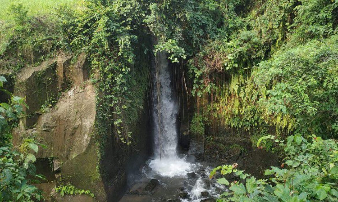 6 Teladas Di Ubud Bali Yang Populer & Terindah