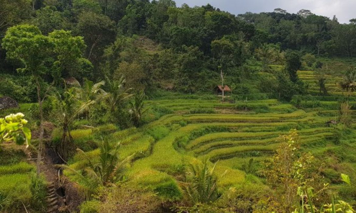 Gerojokan Kedung Kandang, Pesona Alam Eksotis Nan Menarik Di Gunung Kidul