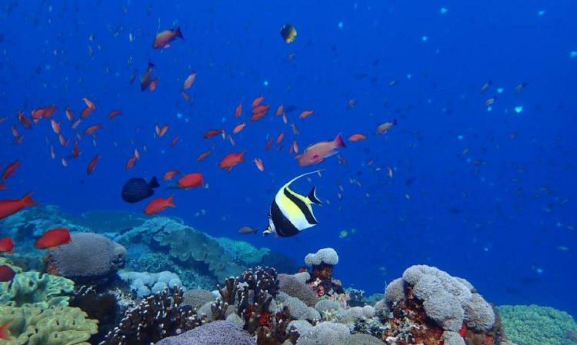 Gamat Bay, Teluk Tersembunyi Dengan Sejuta Pesona Di Nusa Penida Bali