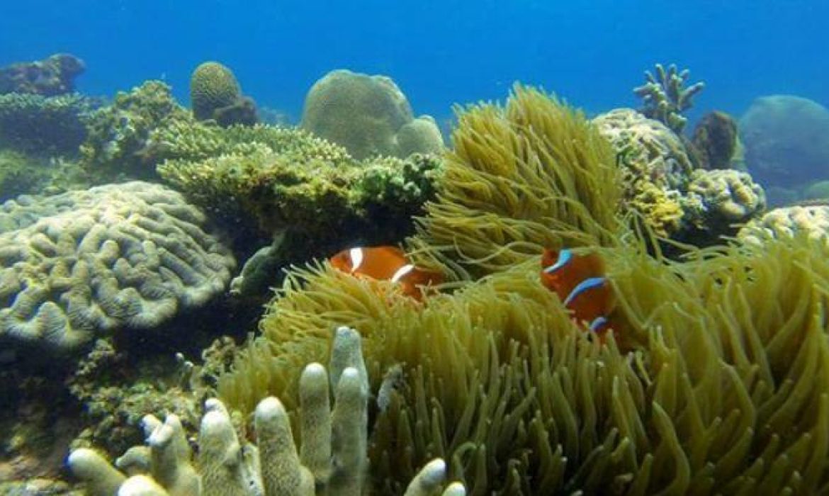 Pantai Angsana Tanah Bumbu, Daya Tarik Pantai Elok Dengan Keindahan Bawah Lautnya