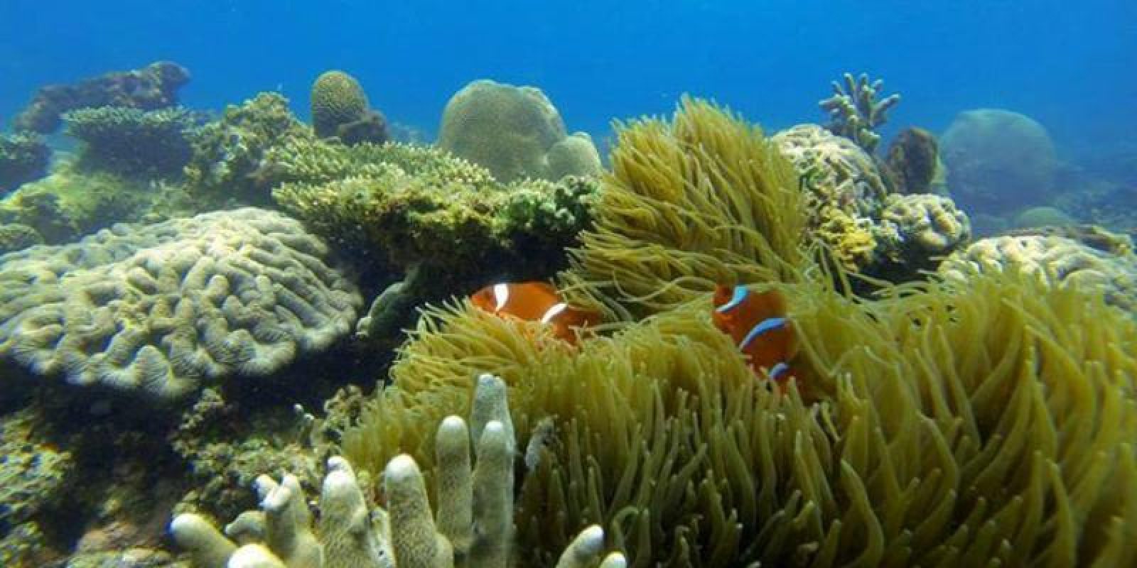 Pantai Angsana Tanah Bumbu, Daya Tarik Pantai Elok Dengan Keindahan Bawah Lautnya