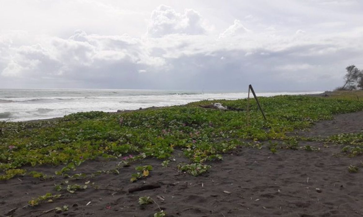 Pantai Bidara, Pantai Anggun Dengan Spot Terbaik Menikmati Sunset Di Kulon Progo