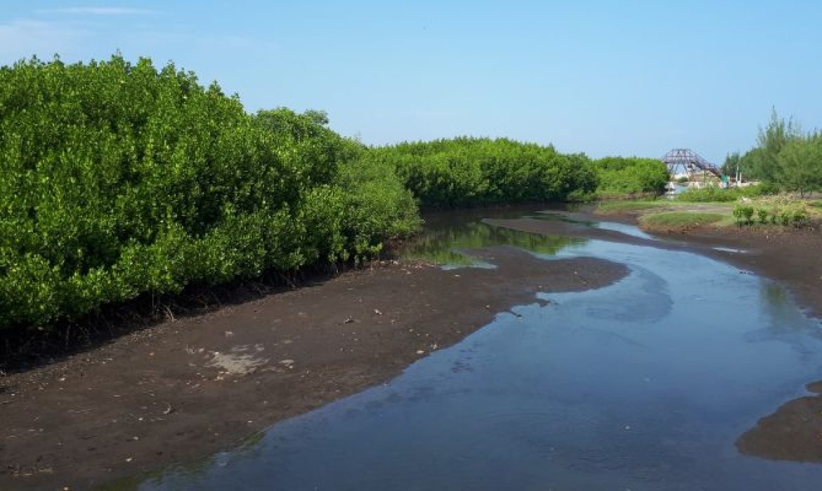 Pantai Duta, Pantai Indah Dengan Deretan Pohon Cemara Di Probolinggo