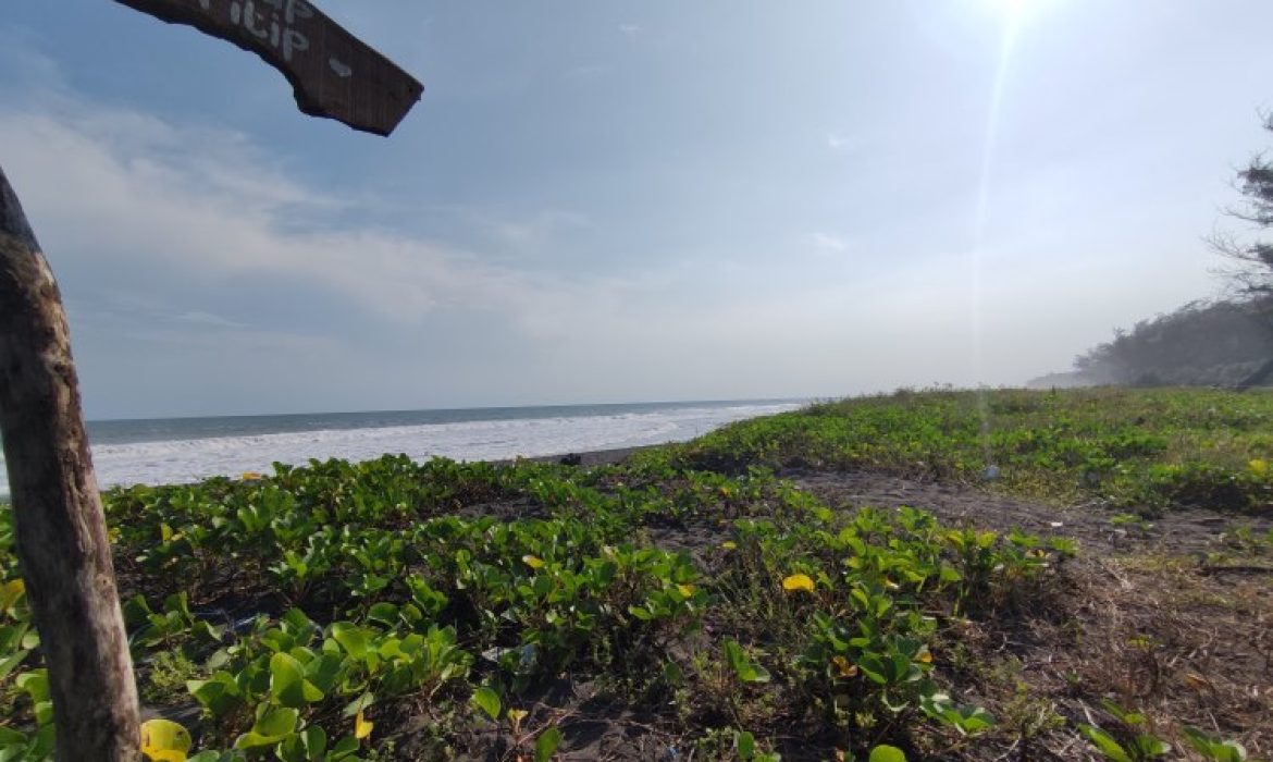 Pantai Mlarangan Asri, Pantai Pasir Hitam Dengan Ratusan Pohon Cemara Di Kulon Progo