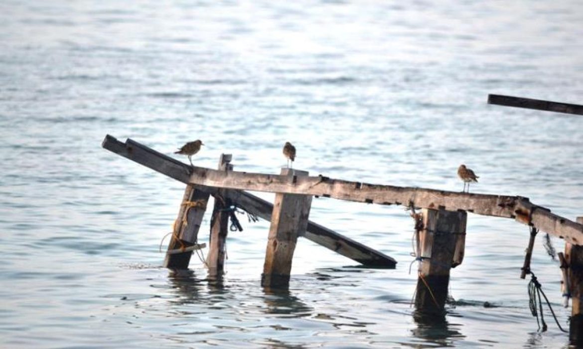 Pulau Burung Indragiri Hilir – Daya Tarik, Aktivitas Piknik, Lokasi & Ongkos Wisata